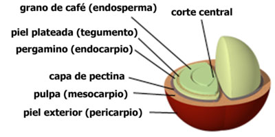 Partes de un grano de café endosperma: tegumento, endocarpio, mesocarpio, pericarpio, capa de pertina